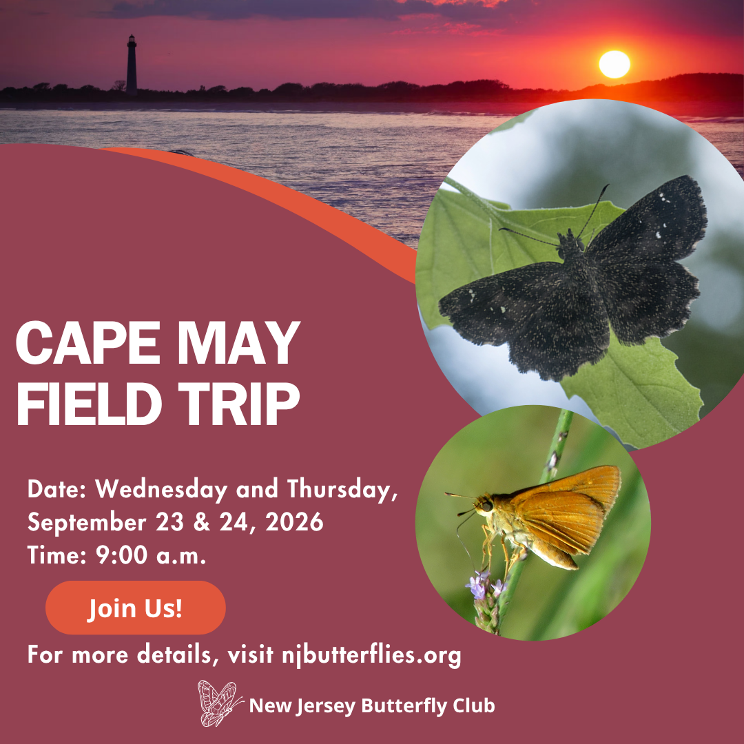 NJ Butterfly Club Newsletter