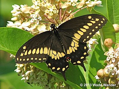 Black Swallowtail