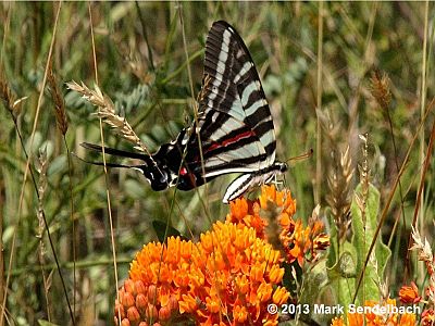 Zebra Swallowtail