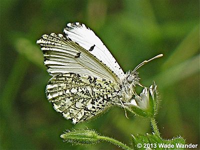 Falcate Orangetip