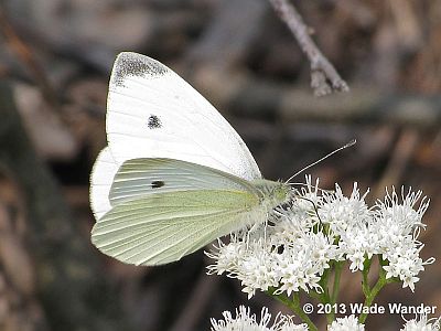 Cabbage White