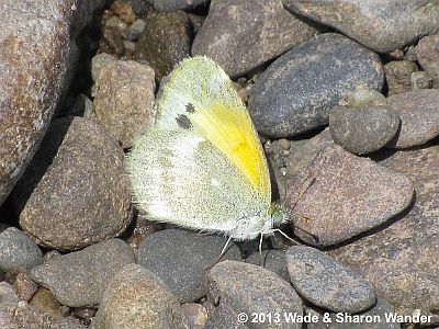 Dainty Sulphur