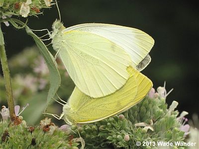 Cabbage White