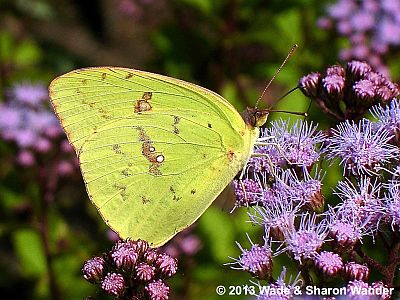 Cloudless Sulphur