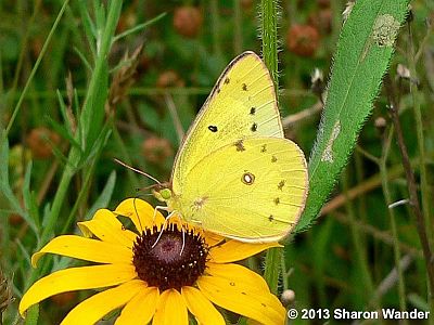 Clouded Sulphur