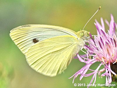 Cabbage White