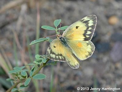 Orange Sulphur