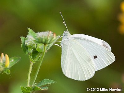 Cabbage White