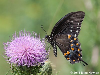 Spicebush Swallowtail