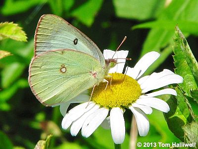 Clouded Sulphur