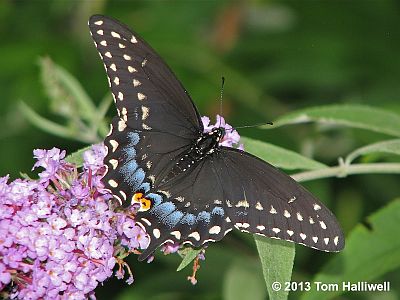 Black Swallowtail