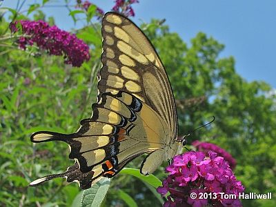 Giant Swallowtail