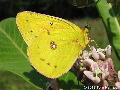 Orange Sulphur