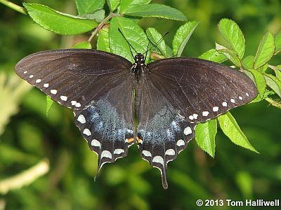 Spicebush Swallowtail