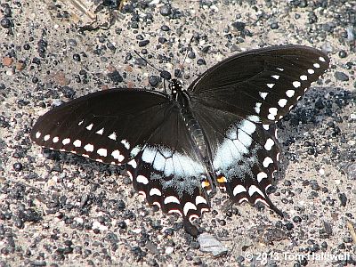 Spicebush Swallowtail