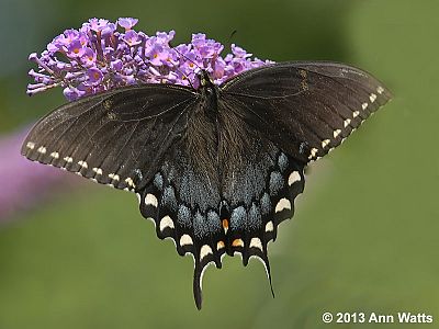 Eastern Tiger Swallowtail