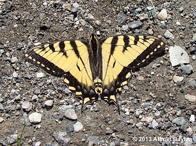 Canadian Tiger Swallowtail