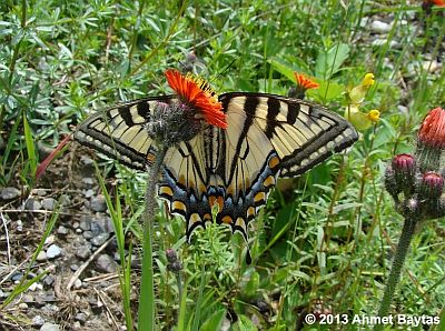 Canadian Tiger Swallowtail