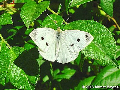 Cabbage White