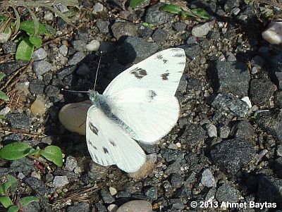 Checkered White