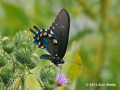 Pipevine Swallowtail