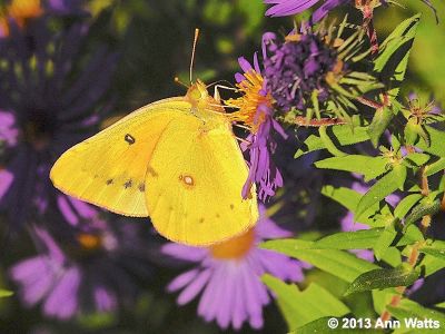 Orange Sulphur