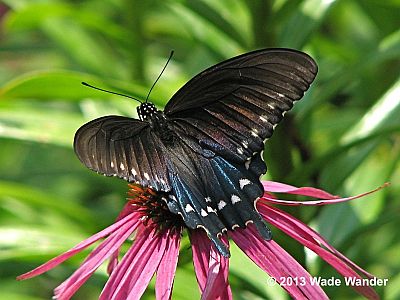 Pipevine Swallowtail