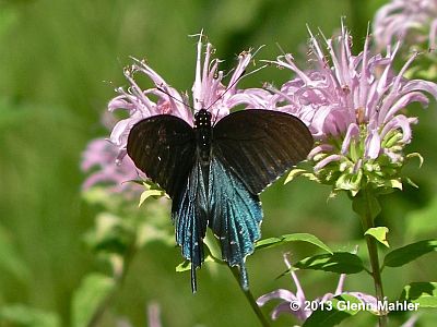 Pipevine Swallowtail