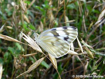 Checkered White