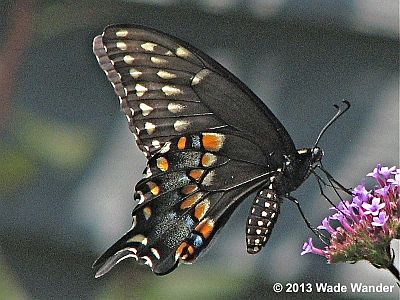 Black Swallowtail