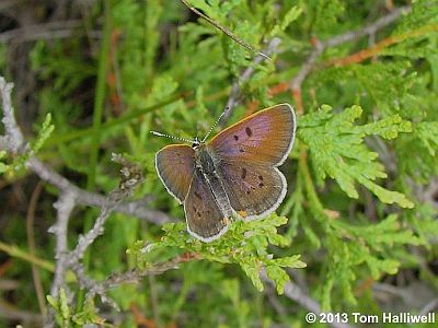 Bog Copper