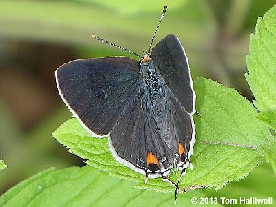 Gray Hairstreak