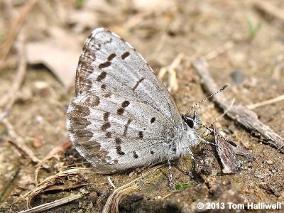 Spring Azure