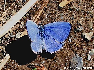 Spring Azure