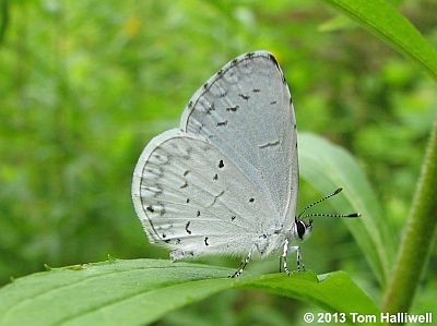 Summer Azure