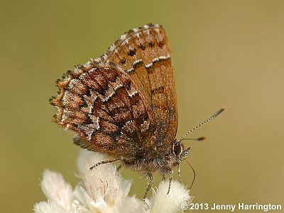 Eastern Pine Elfin