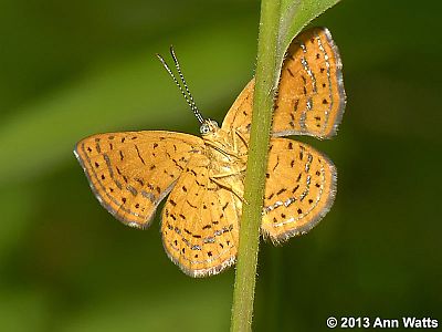 Northern Metalmark