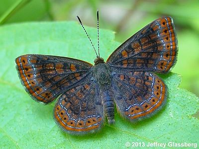 Northern Metalmark