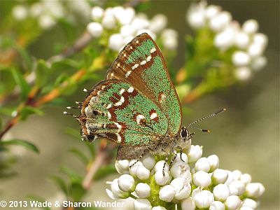 Hessel's Hairstreak