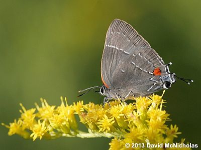 White M Hairstreak