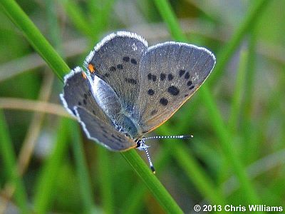 Bog Copper