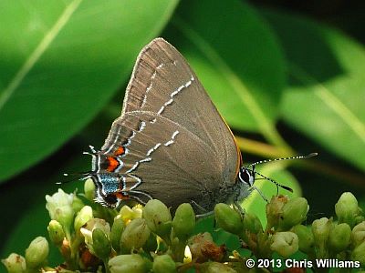 Oak Hairstreak