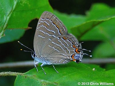 Striped Hairstreak