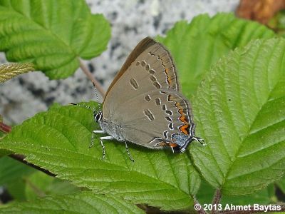 Edwards' Hairstreak