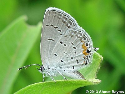 Eastern Tailed-Blue