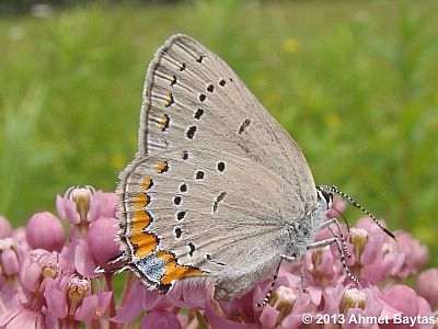 Acadian Hairstreak