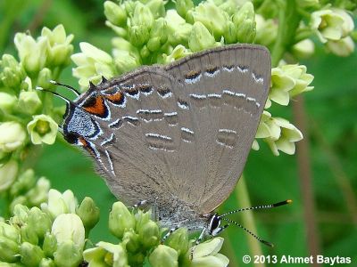 Banded Hairstreak