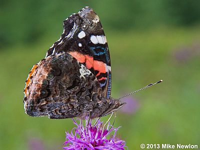 Red Admiral