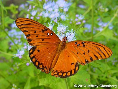 Gulf Fritillary