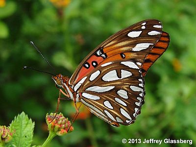 Gulf Fritillary